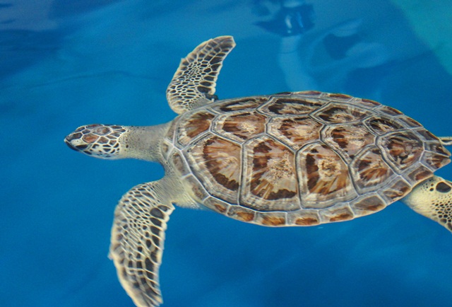 Green turtle 1